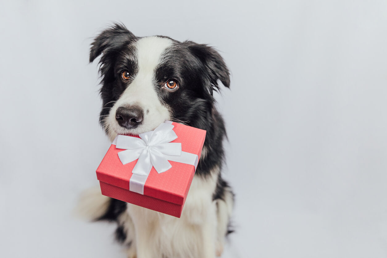 10 Best Gifts for Dogs and Dog Lovers